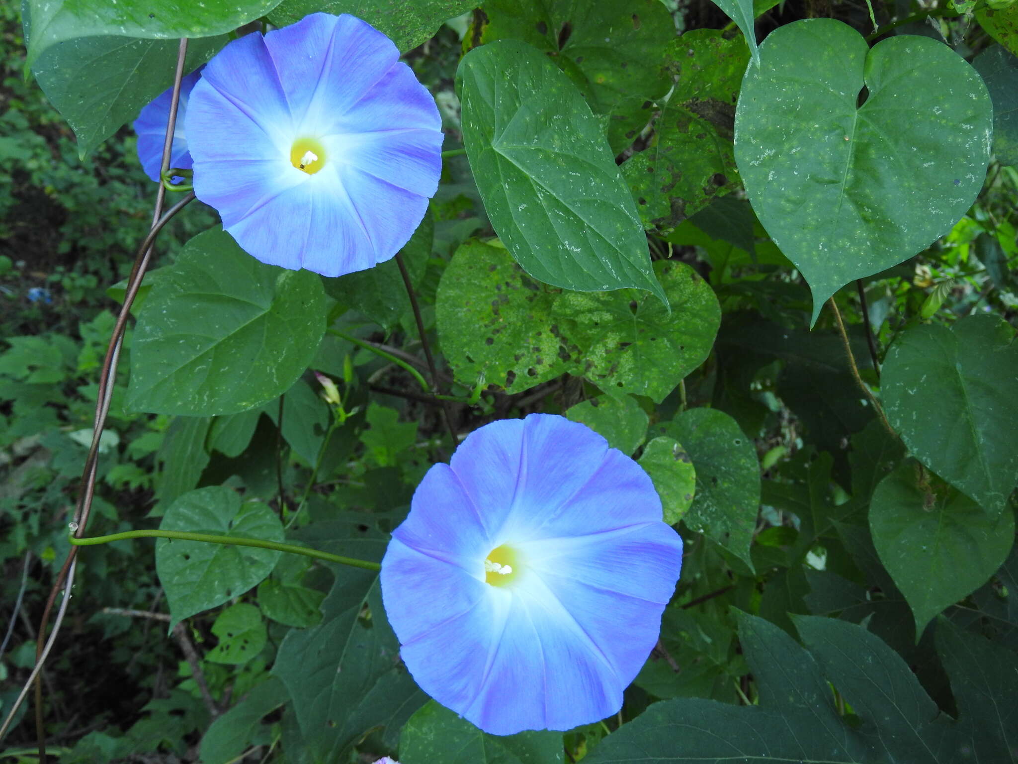 Image of Ololiuqui or Mexican Morning Glory