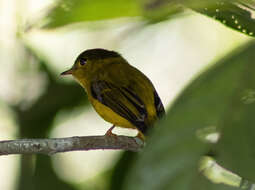 Image of Citrine Canary-Flycatcher