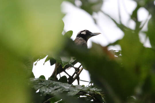 Image of Black-throated Shrikebill