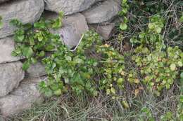 Image of island gooseberry