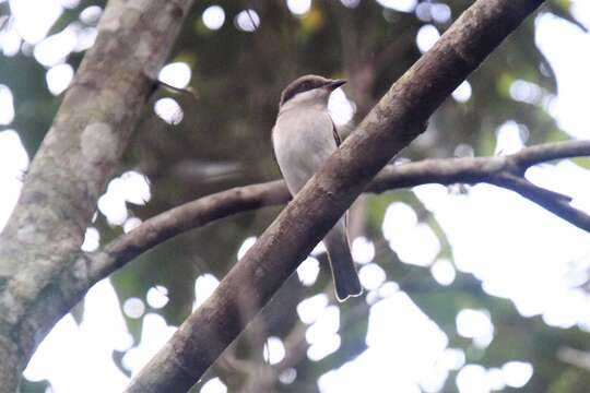 Tephrodornis virgatus (Temminck 1824)的圖片