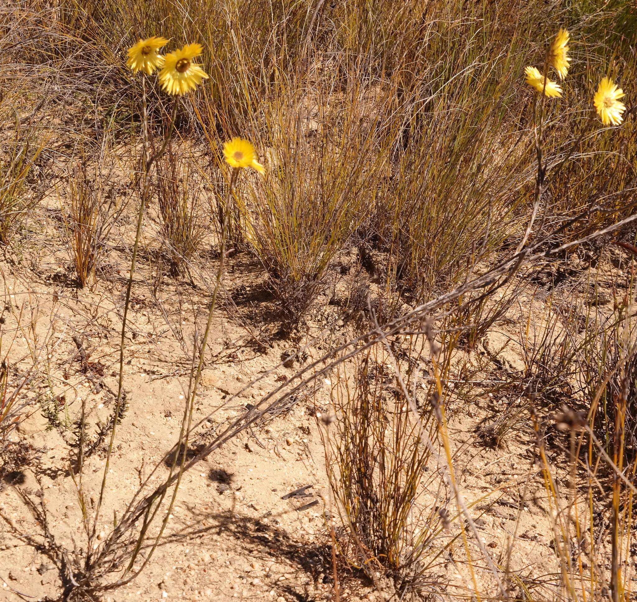 Imagem de Edmondia fasciculata (Andr.) Hilliard