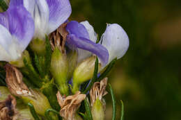 صورة Psoralea pinnata L.