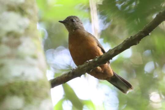 Image of Finsch's Rufous Thrush