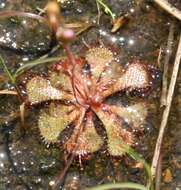 Image of dwarf sundew