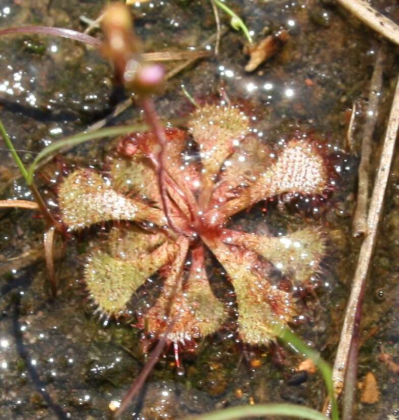 Image of dwarf sundew