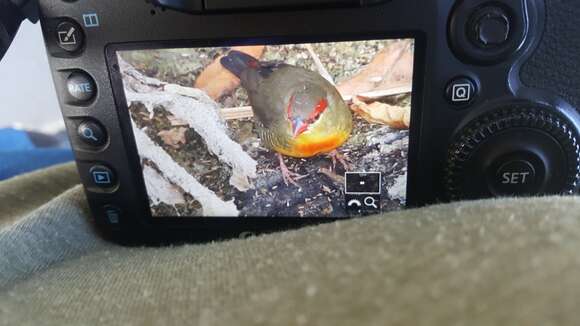 Image of Orange-breasted Waxbill