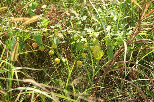 Physalis angulata L. resmi