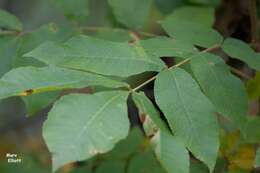 Image of bitternut hickory