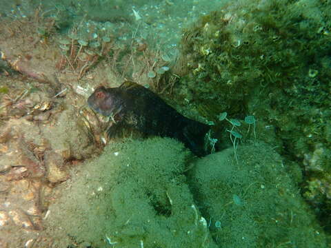 Image of Ringneck Blenny