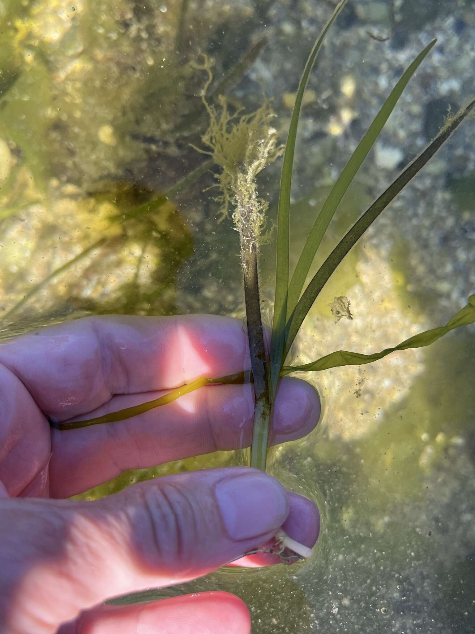 صورة Zostera japonica Asch. & Graebn.