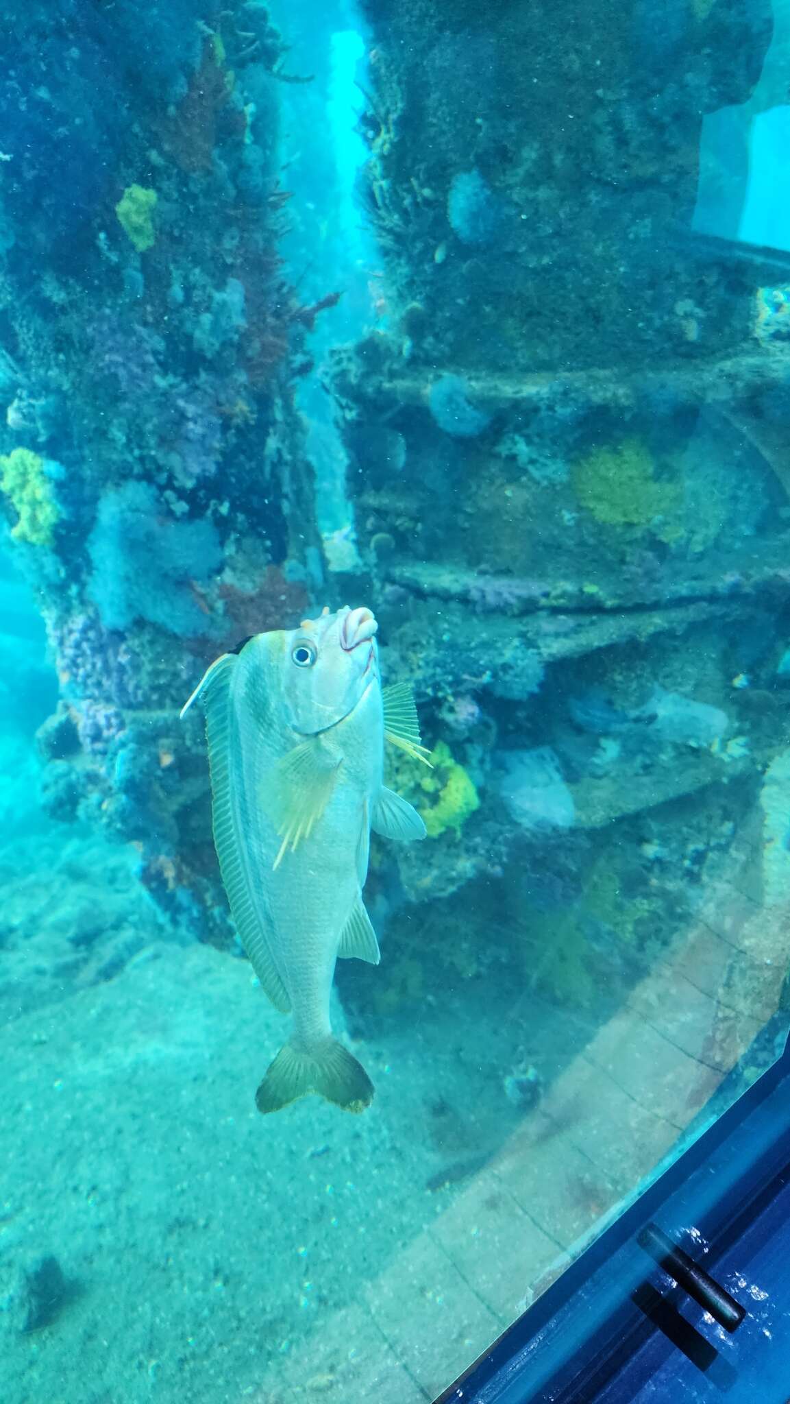 Image of Crested morwong