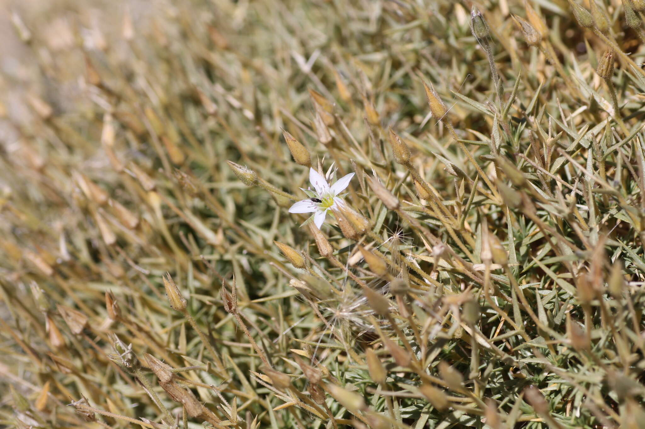 Image of Arenaria pungens Lag.