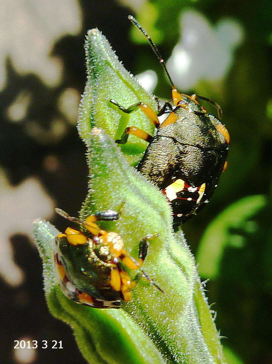 Image of <i>Caura rufiventris</i>