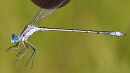 Plancia ëd Lestes unguiculatus Hagen 1861