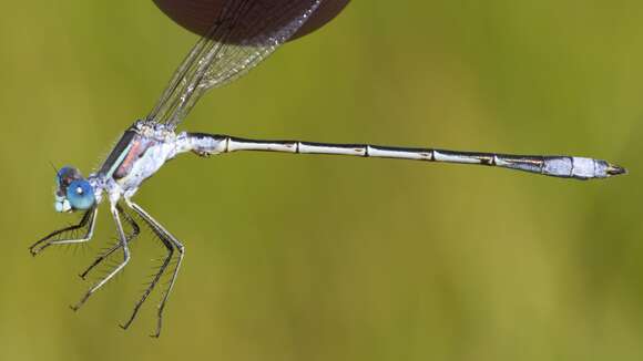 صورة Lestes unguiculatus Hagen 1861