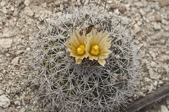 Image of Turbinicarpus beguinii subsp. hintoniorum A. Hofer