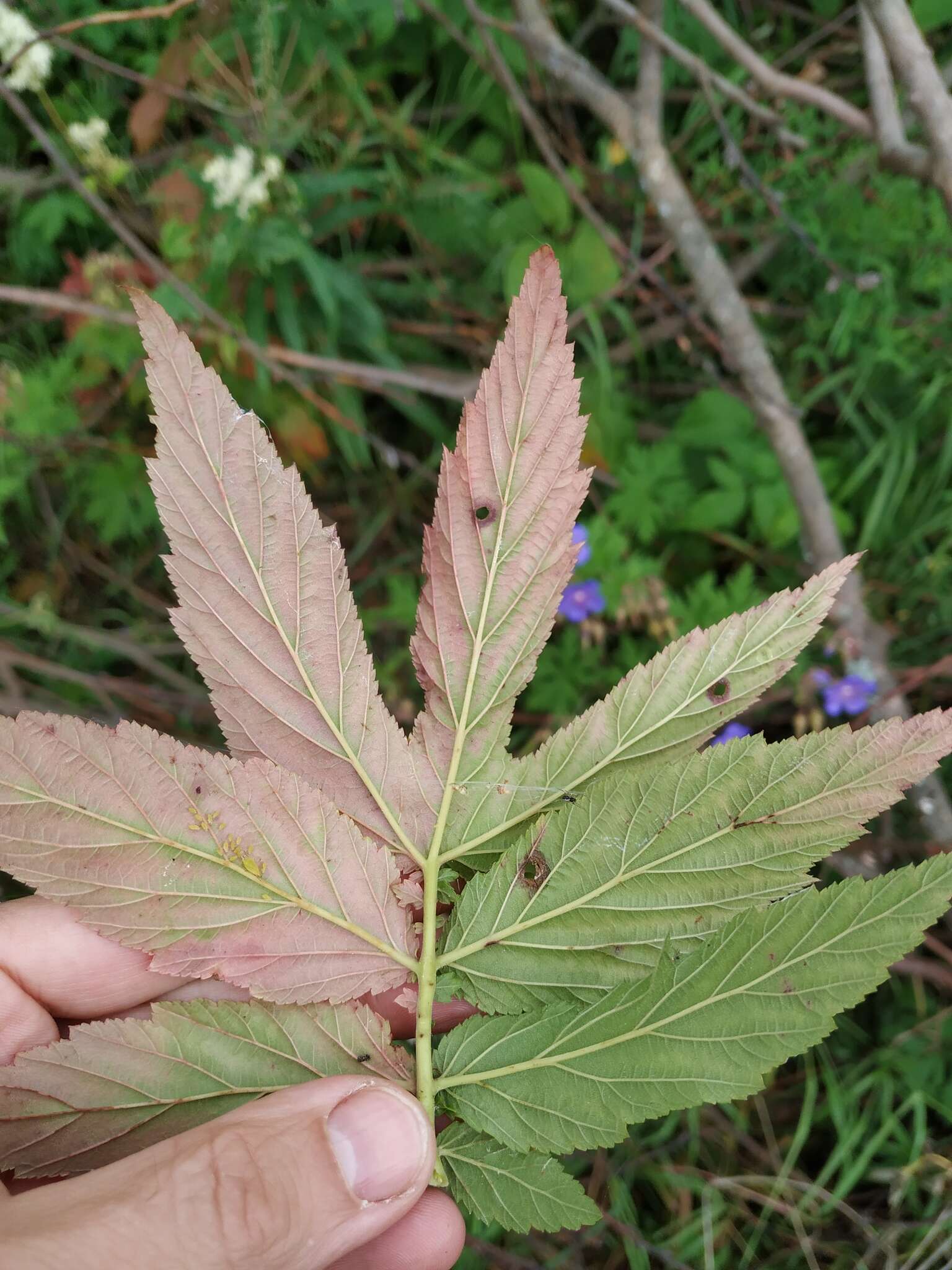 Image de Filipendula ulmaria subsp. denudata (J. & C. Presl) Hayek