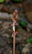 Image of Bentley's coralroot