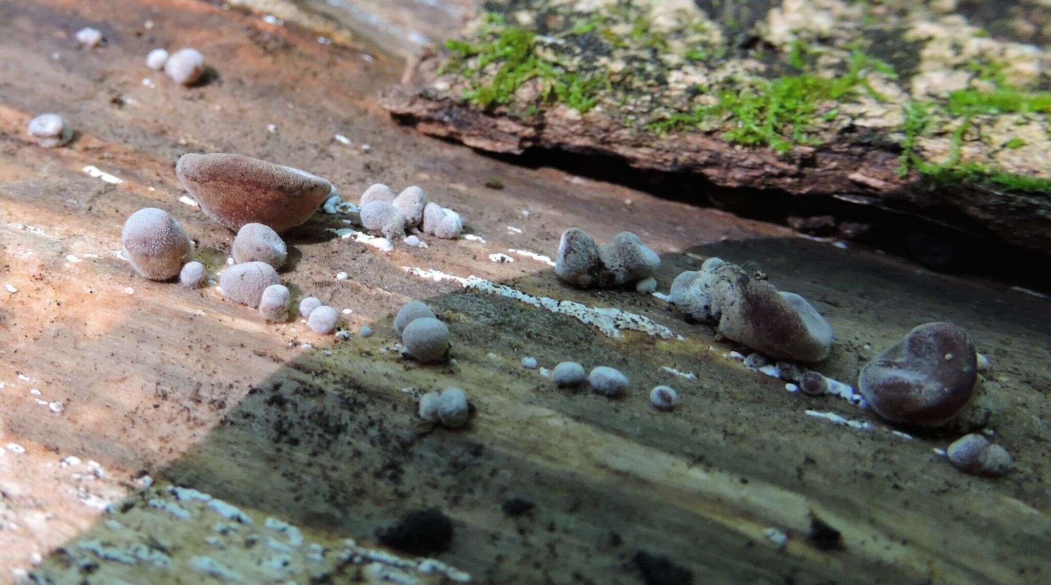 Image of Auricularia americana Parmasto & I. Parmasto ex Audet, Boulet & Sirard 2003