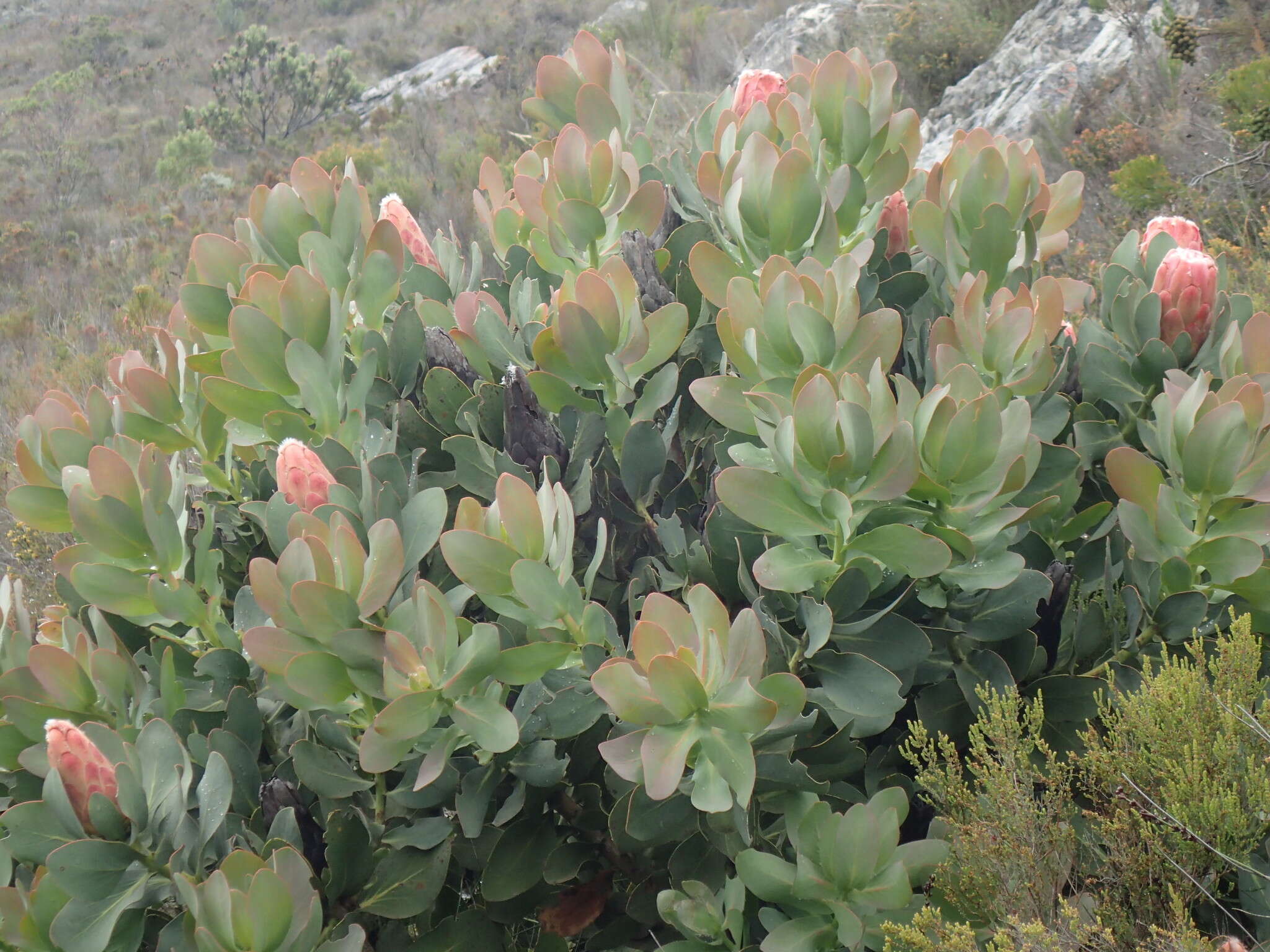 Plancia ëd Protea grandiceps Tratt.