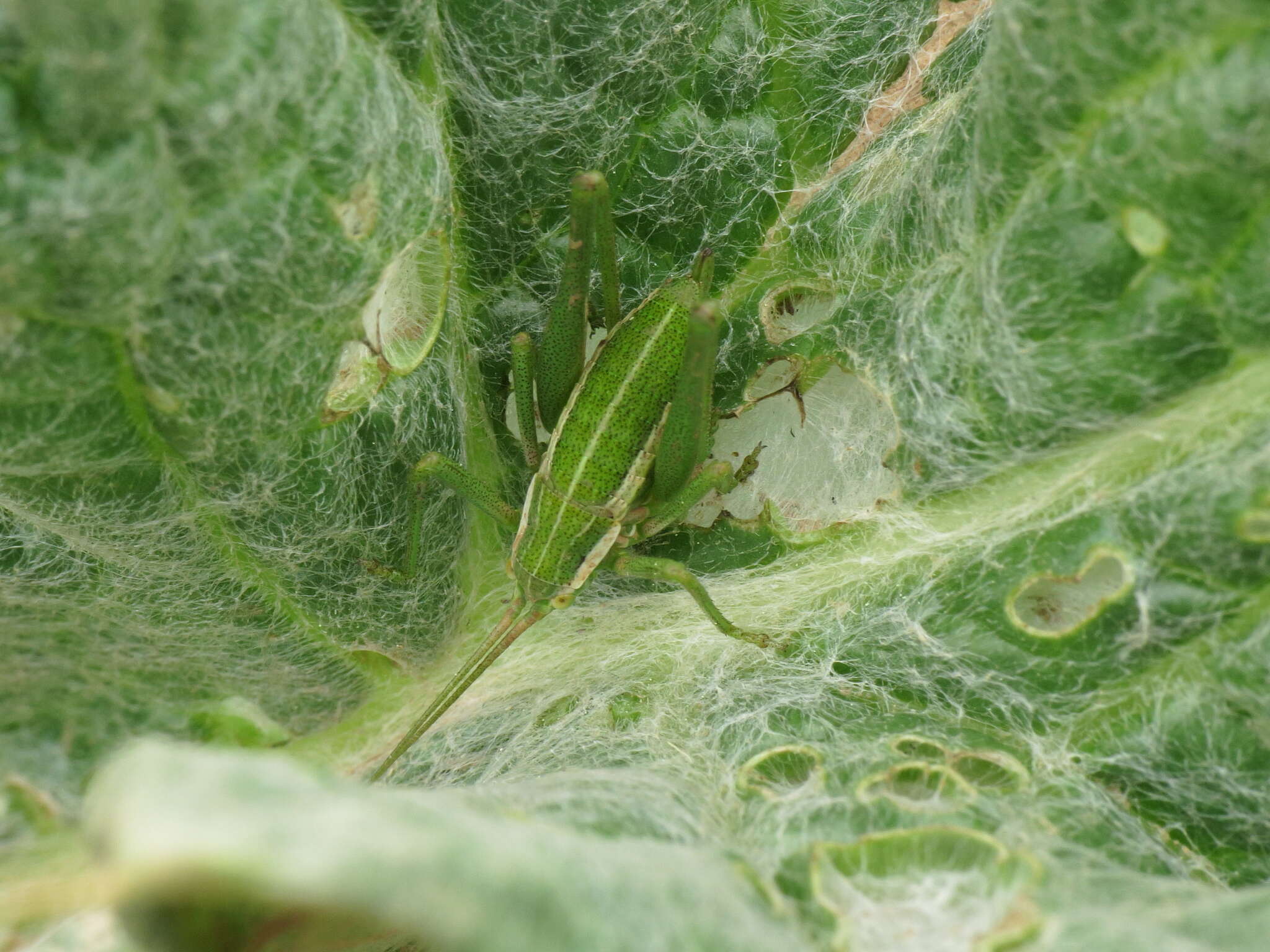 Sivun Odontura (Odonturella) aspericauda Rambur 1838 kuva