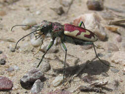 Image of Cicindela (Cicindela) lengi lengi W. Horn 1908