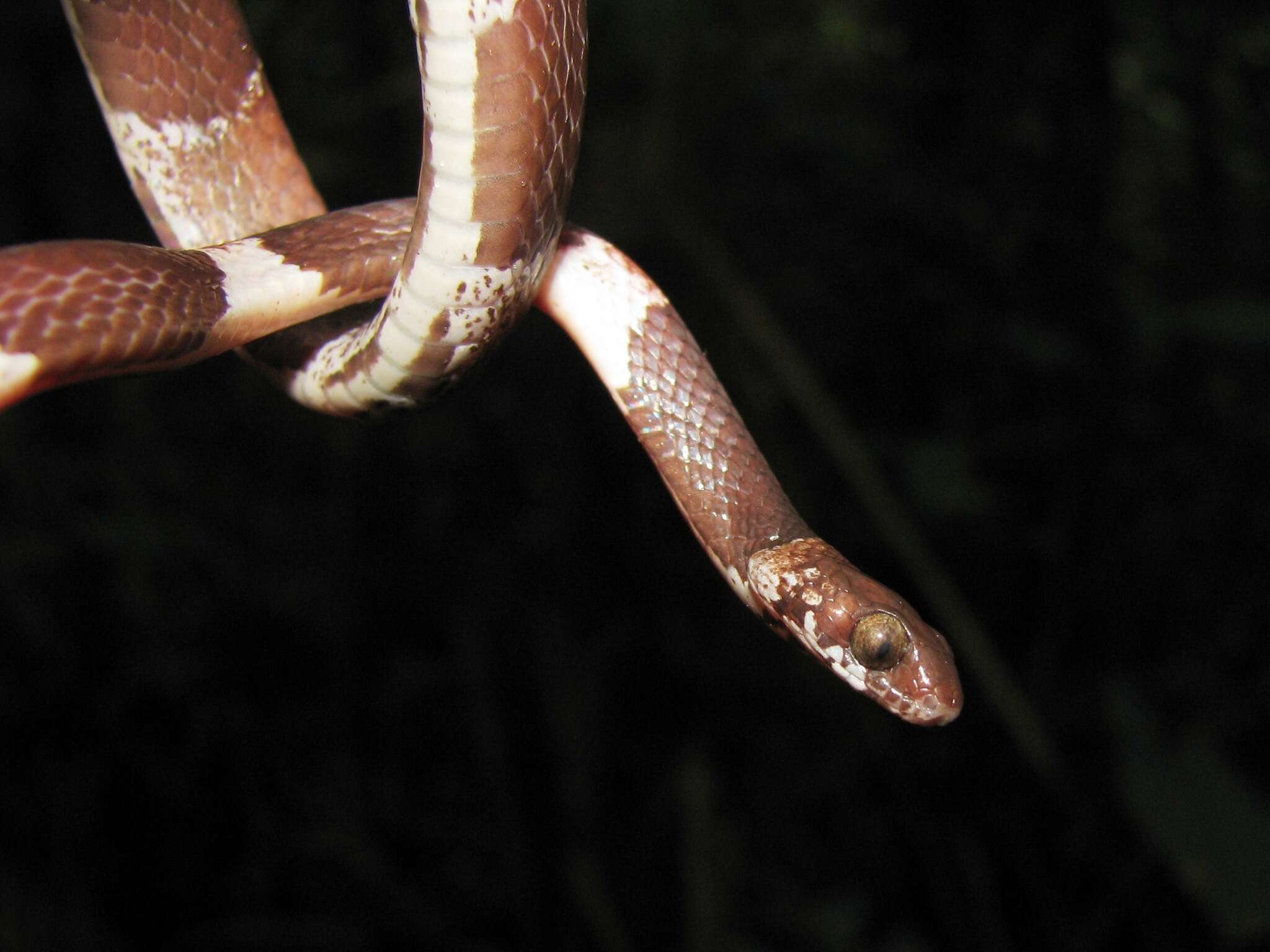 Image of American Snail-eater