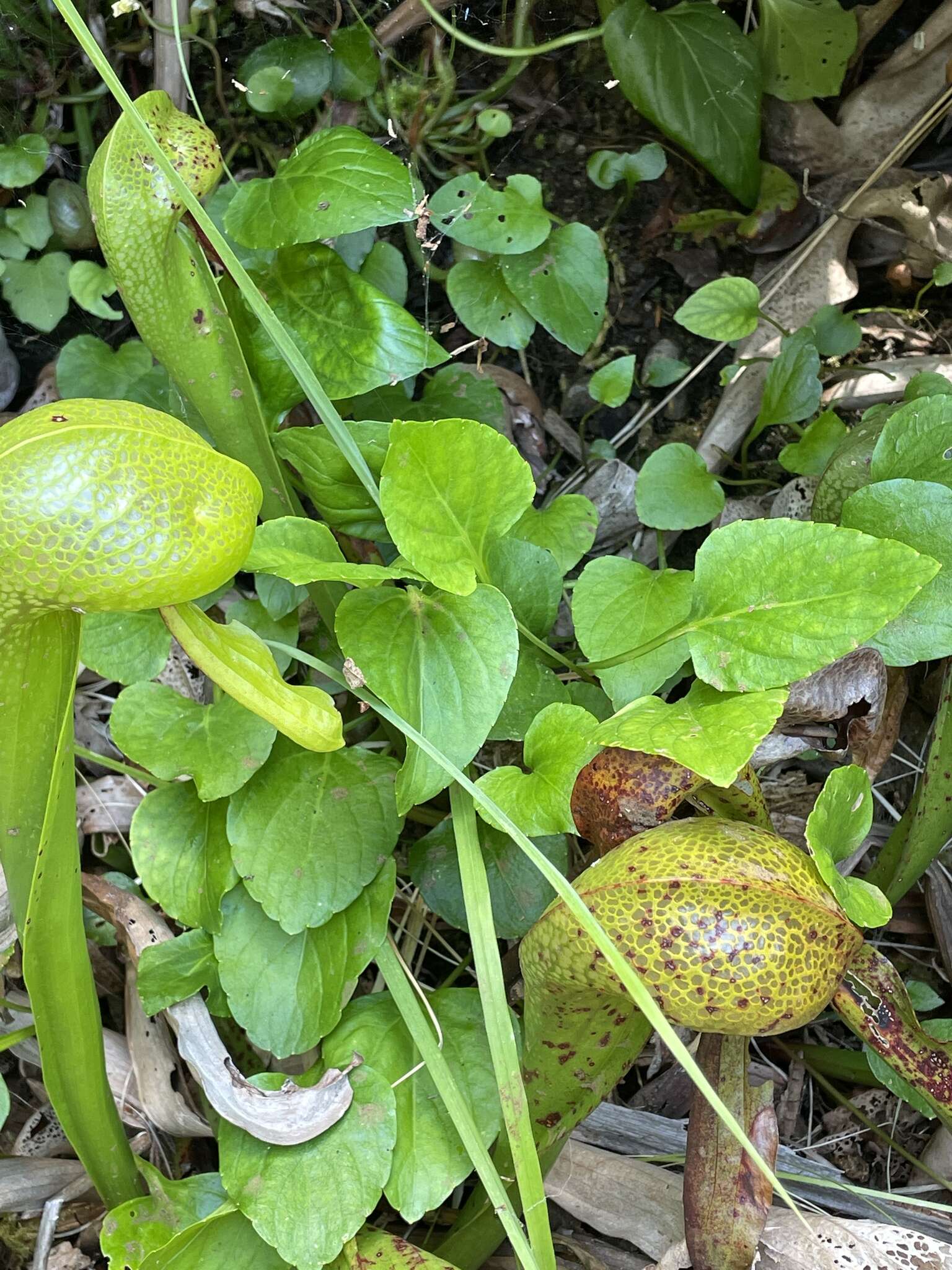 Viola primulifolia var. occidentalis A. Gray resmi