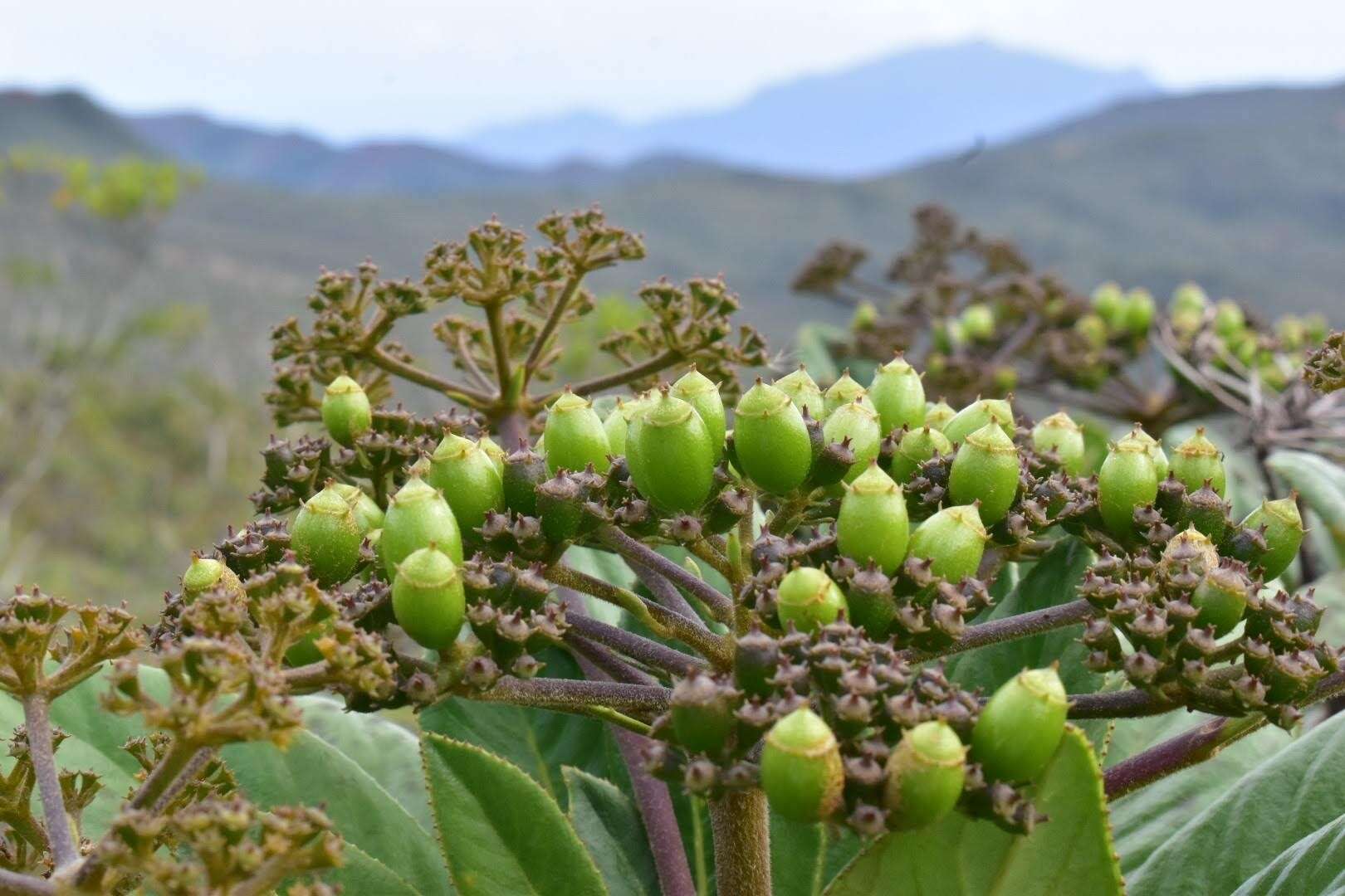 Image of Apiopetalum velutinum Baill.