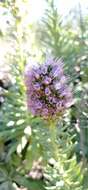 Plancia ëd Echium portosanctense J. A. Carvalho, Pontes, Bat.-Marques & R. Jardim