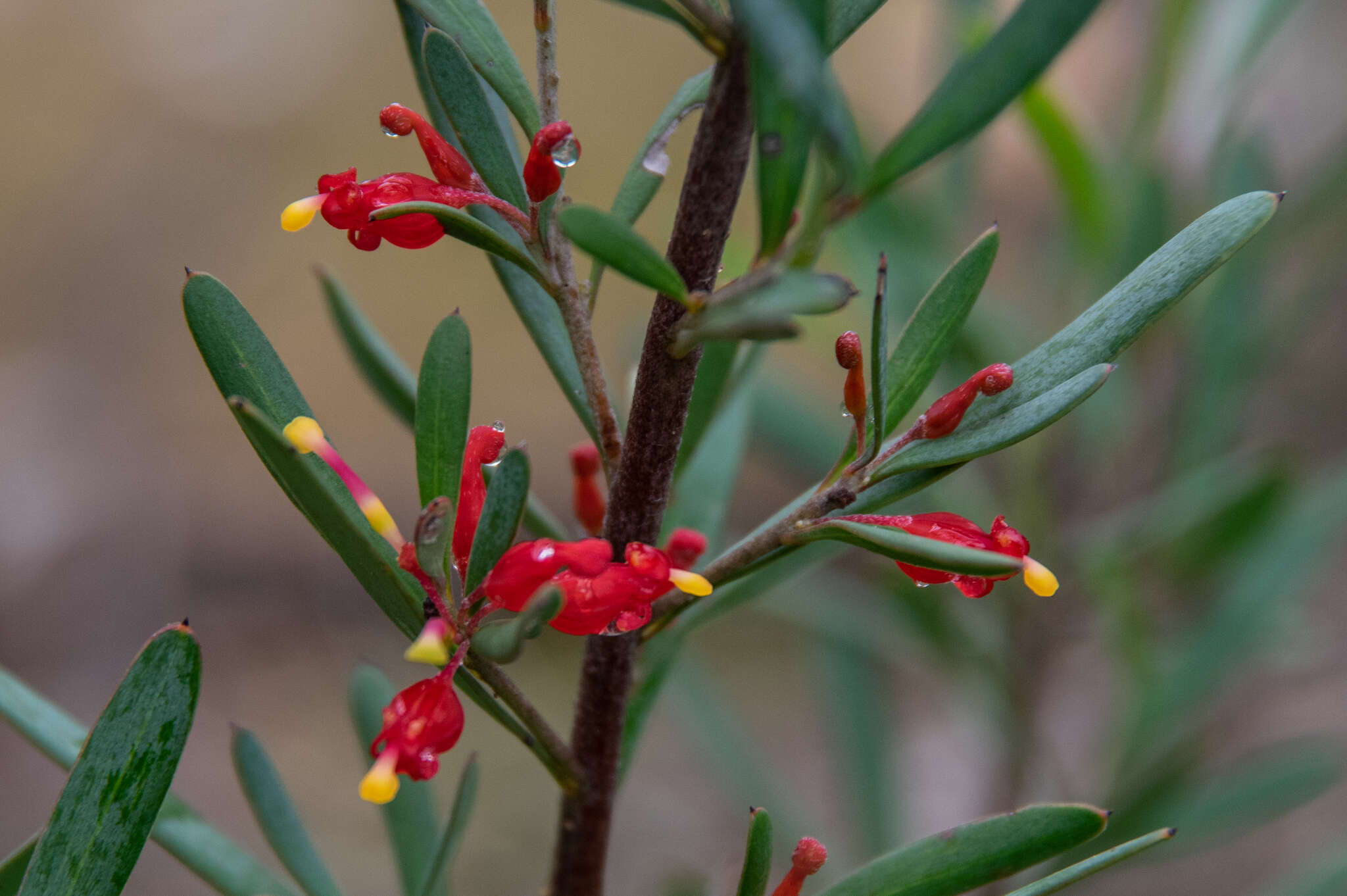 Image of Grevillea pauciflora R. Br.