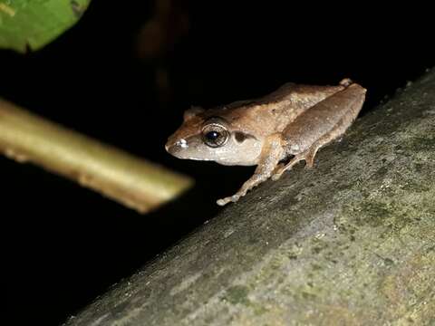 Image of Pseudophilautus amboli (Biju & Bossuyt 2009)