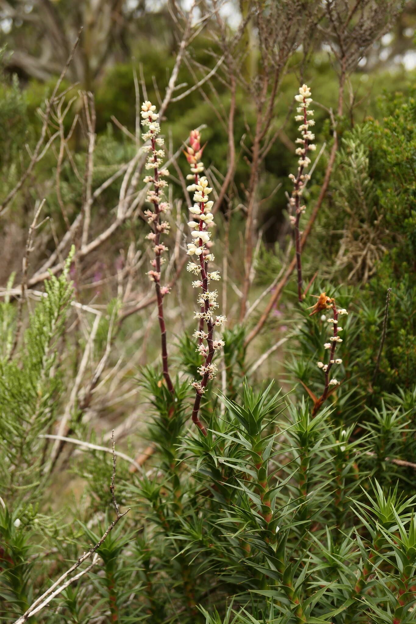 Image of candle heath