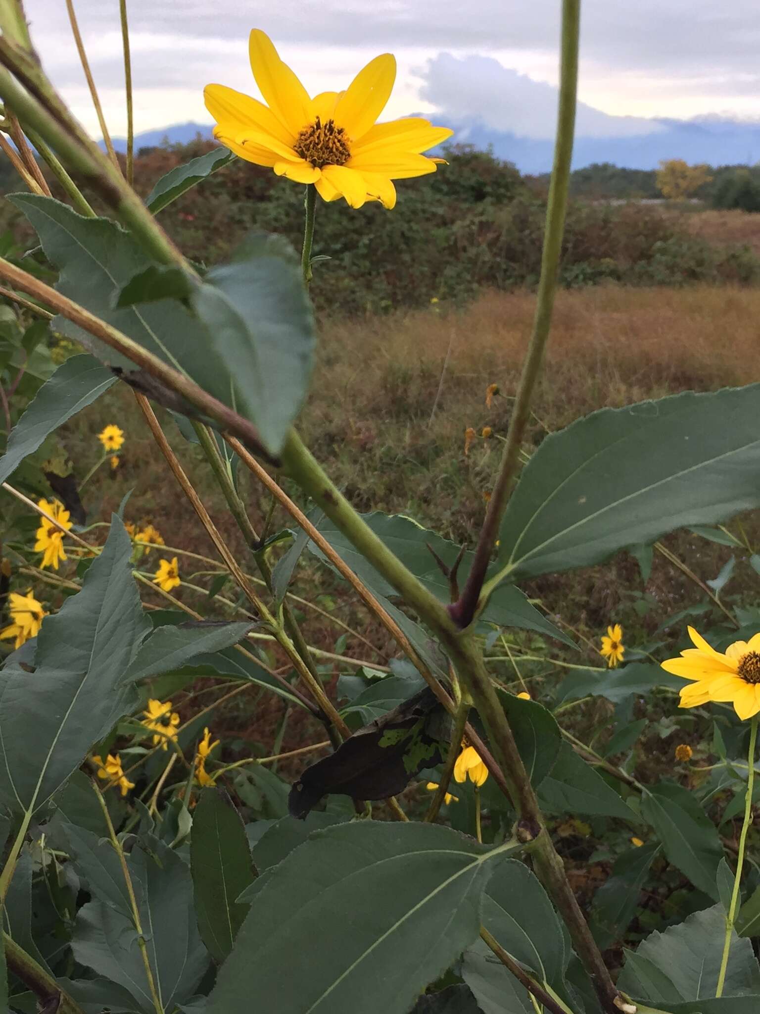 Image of cheerful sunflower