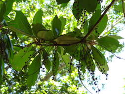 Image of Clethra arborea Aiton