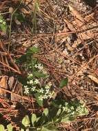 Image of false flowering spurge