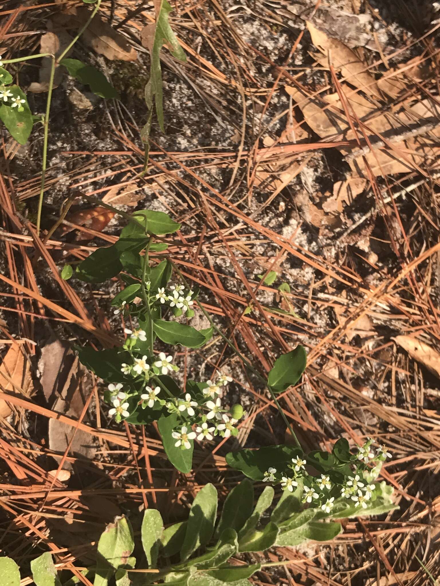 Sivun Euphorbia pubentissima Michx. kuva