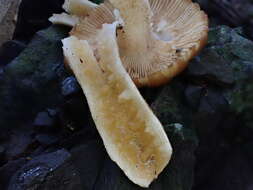 Image of Russula senecis S. Imai 1938