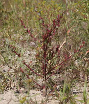 Слика од Oxybasis macrosperma (Hook. fil.) S. Fuentes, Uotila & Borsch