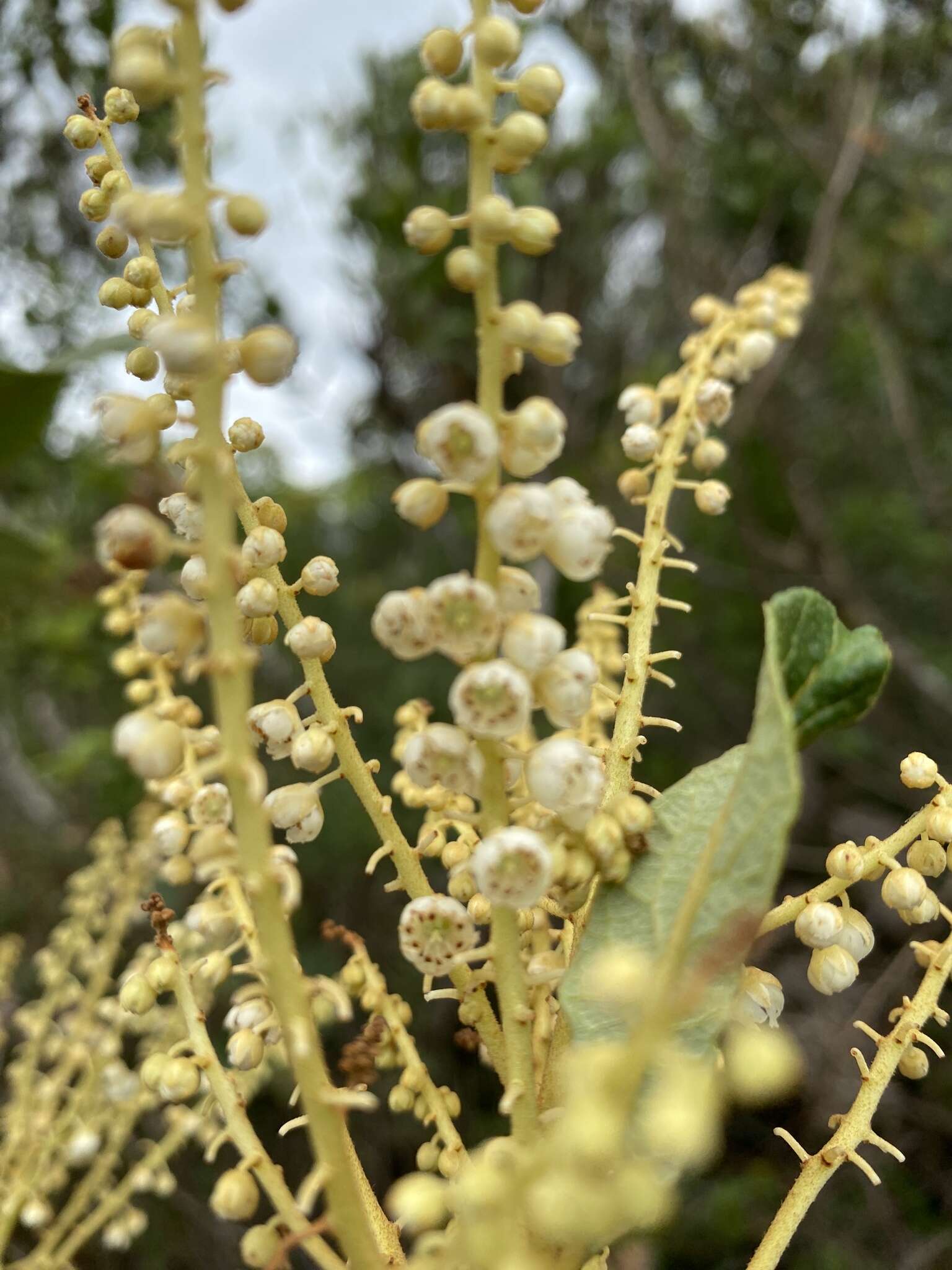 Image of Clethra scabra Pers.