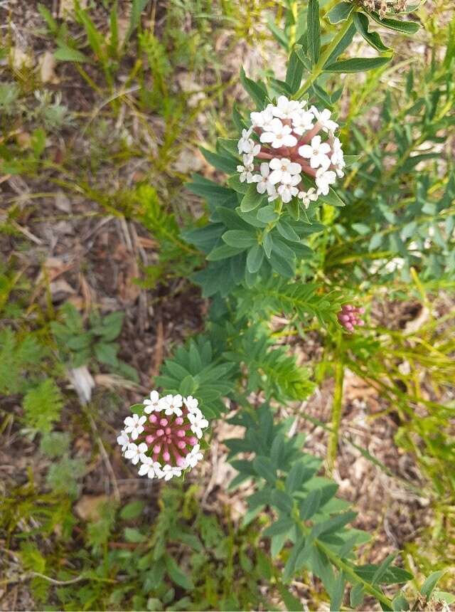 Image of Stellera chamaejasme L.