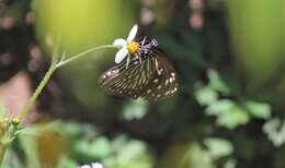 Image of Euploea mulciber basilissa Cramer 1782