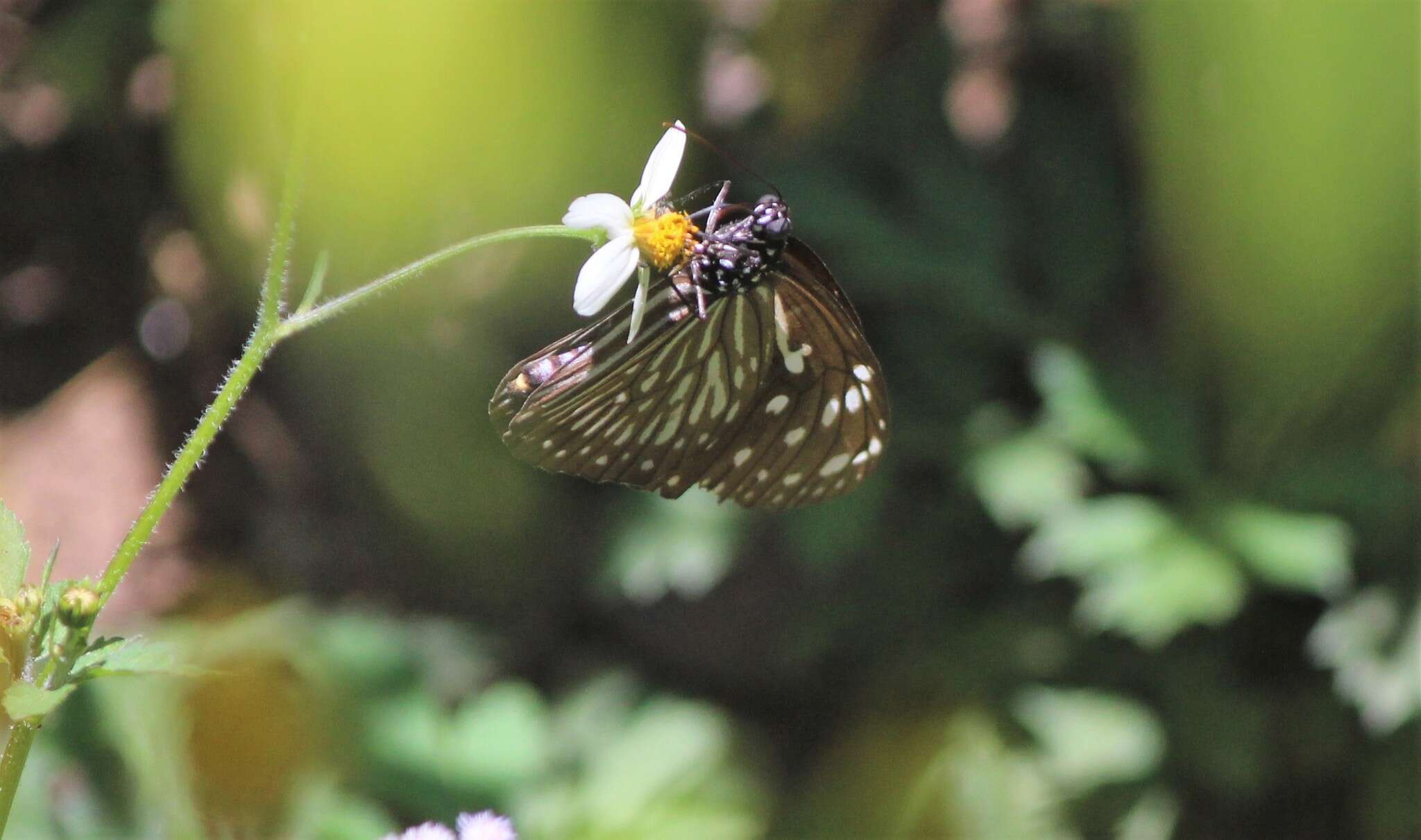 Euploea mulciber basilissa Cramer 1782的圖片