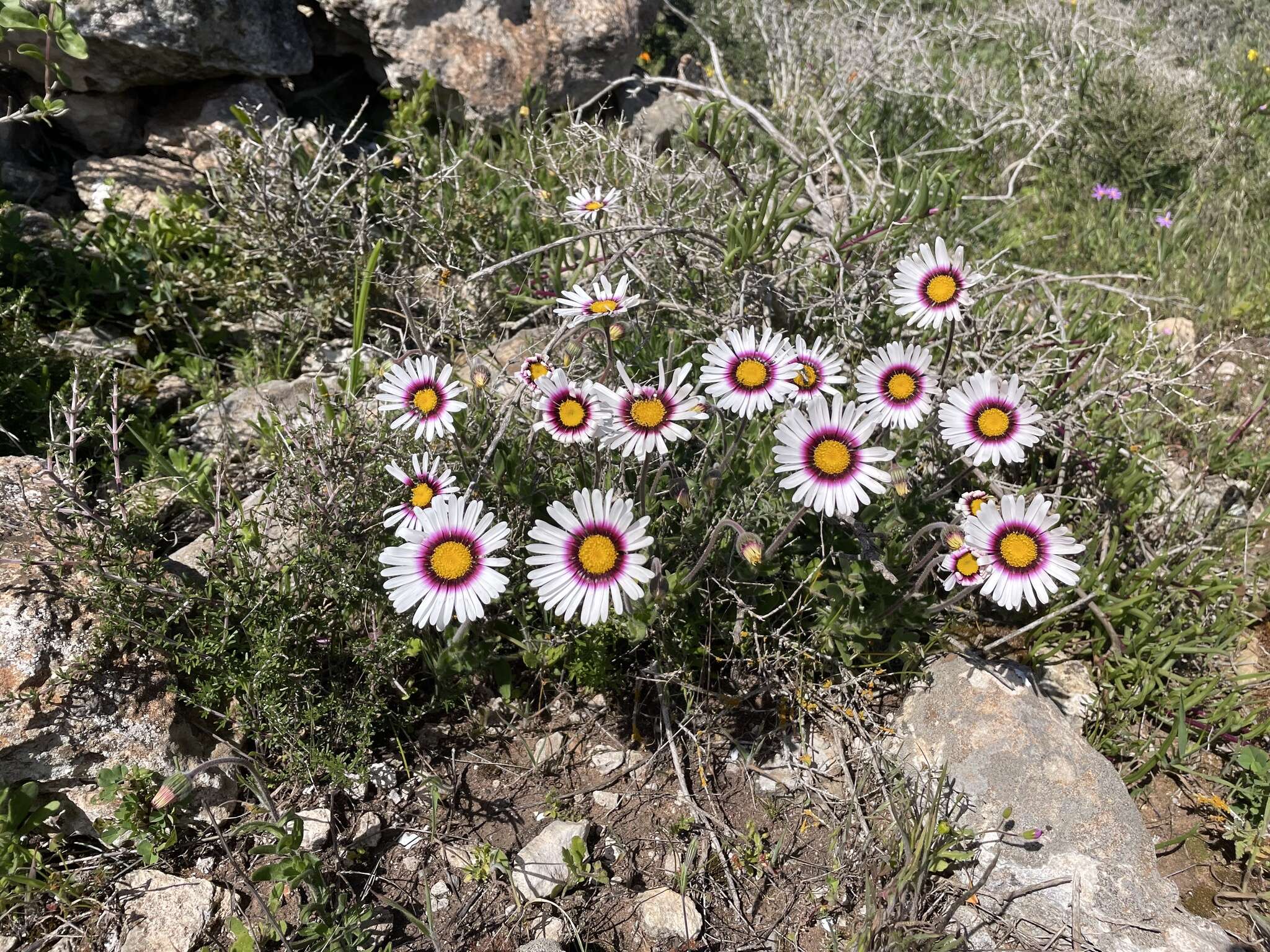 Image of Saldanha Bay felicia