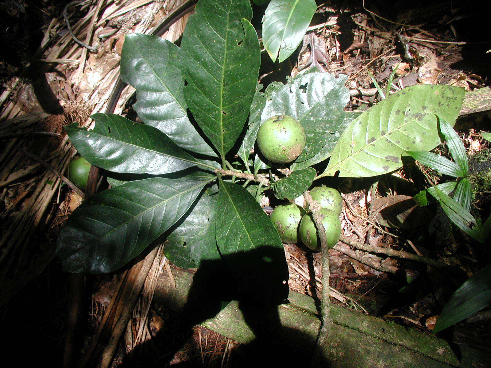 Image of Randia matudae Lorence & Dwyer