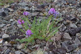 Image de Oxytropis middendorffii Trautv.