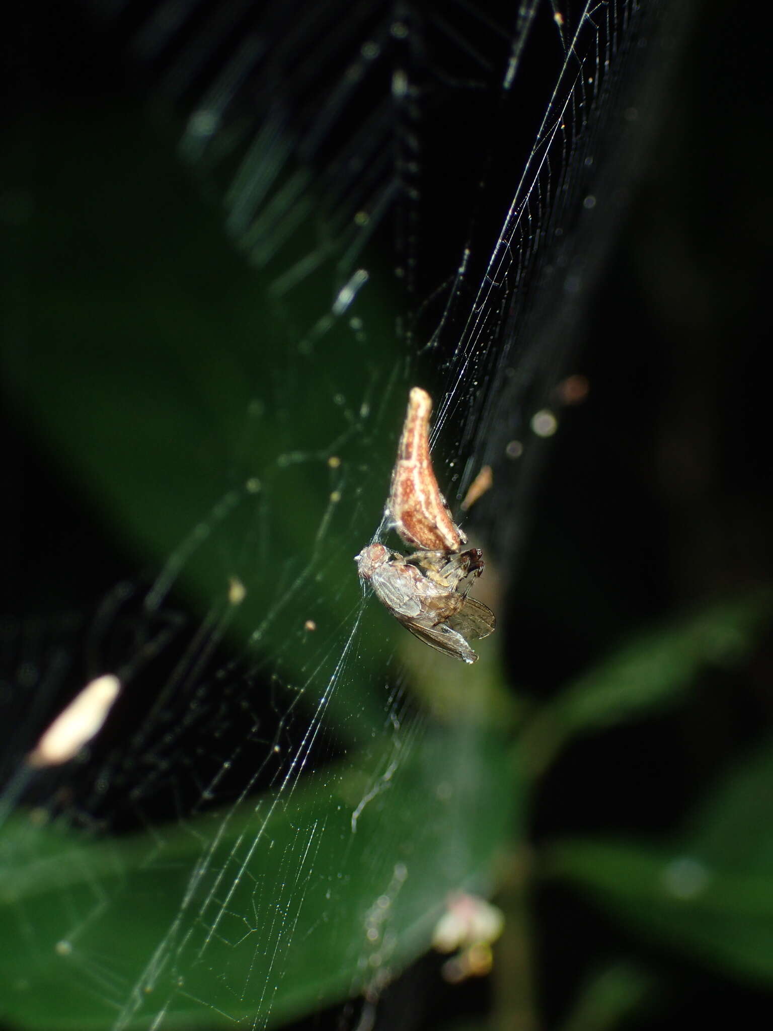 Image of Cyclosa cylindrata Yin, Zhu & Wang 1995