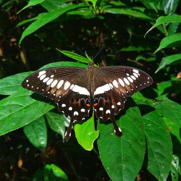 Sivun Papilio menestheus Drury (1773) kuva