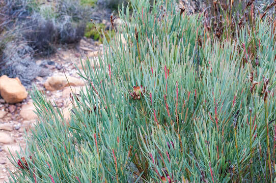 Plancia ëd Protea acuminata Sims